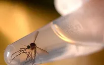Mỹ: Bang Florida khoanh vùng lây nhiễm Zika thứ hai tại Miami