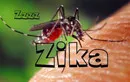 Mỹ, Brazil phối hợp để bào chế vaccine chống virus Zika