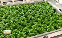 Trồng rau sạch quanh năm không cần đất, ánh sáng mặt trời