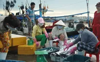 Quy hoạch cảng cá lớn nhất miền Trung ở Đà Nẵng