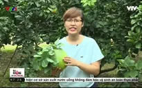 Bưởi da xanh vẫn an toàn dù dùng nhiều hóa chất?