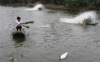 Giá cá tra giống tại ĐBSCL "hạ nhiệt"