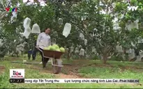 Nông dân Nghệ An hái ra tiền nhờ bưởi Hồng Quang Tiến