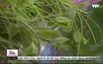 Rau bò khai có thực sự an toàn?