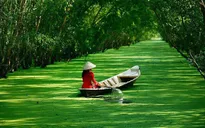 Đến rừng tràm Trà Sư khám phá con đường rừng nổi trên mặt nước