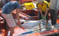 Khánh Hòa: Sản lượng cá ngừ đại dương đạt thấp