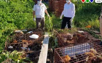 Nghệ An tiêu hủy 72 con chó không có giấy tờ kiểm dịch