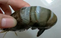 Nhiều hệ lụy từ vấn nạn bơm tạp chất vào tôm