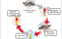Hướng dẫn phòng tránh bệnh sốt xuất huyết hiệu quả