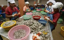Malaysia và Thái Lan siết chặt quản lý lao động nhập cư