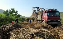 Phú Yên: Lái xe chở mía "vòi" thêm tiền vận chuyển