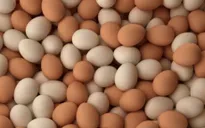 Đức ngừng tiêu thụ trứng nhập khẩu từ Hà Lan