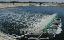 Xử lý nghiêm việc lấn chiếm đất rừng phòng hộ để nuôi tôm trên cát
