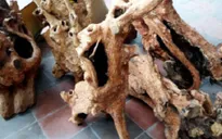 Thủ tướng yêu cầu Quảng Bình xử lý dứt điểm vụ khai thác gỗ hương giáng