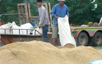 Năm 2017, Thái Lan xuất khẩu gạo dự đoán vượt 10 triệu tấn