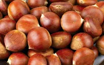 Cách nhận biết hạt dẻ Trùng Khánh - Bạn đã biết chưa?