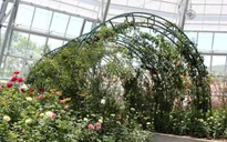 Vinpearl Land mở cửa công viên thực vật 5 châu độc đáo nhất Việt Nam