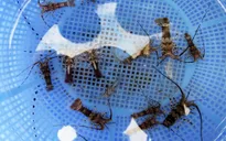 Ngư dân Quảng Ngãi "trúng lộc" tôm nhí đầu năm