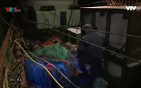 Quy định đánh bắt cá nghiêm ngặt tại châu Âu