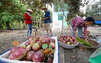 Xuất khẩu vú sữa sang Mỹ: Chuyển biến tích cực của ngành trái cây Việt