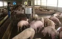 Bình Thuận: Tăng cường kiểm tra, xử lý các trang trại chăn nuôi