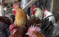 Campuchia phát hiện virus cúm gia cầm H5N1
