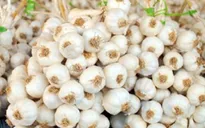 Tỏi cô đơn liệu có thể tiếp tục "cô đơn" ở Lý Sơn?