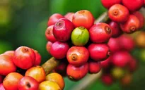 Nghiên cứu bản đồ gen cà phê Arabica