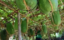 Bí đao nặng hơn 50kg mỗi trái ở Bình Định