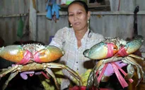 Cua biển Năm Căn - Đặc sản tự nhiên rừng ngập mặn Cà Mau
