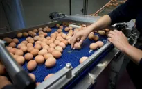 Slovakia phát hiện trứng nhiễm Fipronil