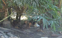 Công bố chứng nhận nhãn hiệu "Gà tre Đèo Le"