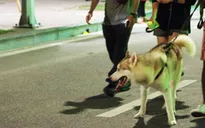 Bắt chó thả rông có khó?