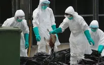 Số ca nhiễm cúm H7N9 tăng đột biến tại Trung Quốc