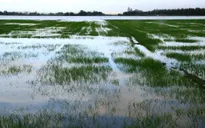Đồng Tháp: Mưa lớn khiến nhiều diện tích lúa bị hư hại nặng