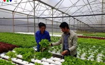 Lâm Đồng phát triển hướng đi mới - trồng rau thủy canh