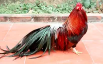 Quà Tết Đinh Dậu: Linh vật gà trống được săn đón