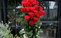 Hoa hồng lạ dài cả mét, giá nửa triệu khan hàng cận Valentine