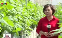 Khám phá phương pháp trồng rau sạch không cần… đất