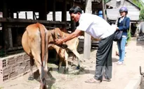 Xuất hiện ổ dịch lở mồm long móng tại Quảng Ngãi