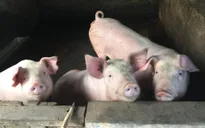 Sự kiện nổi bật trong tuần: Bộ, ngành vào cuộc “giải cứu” thịt lợn