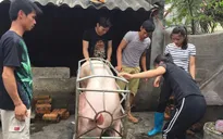 Thanh Hóa: Nhiều giải pháp thúc đẩy xuất khẩu thịt lợn