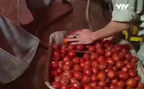 Rau quả rớt giá thê thảm, nông dân Hưng Yên điêu đứng