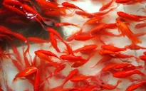 Làng cá chép tất bật lo "phương tiện" để ông Công ông Táo về trời