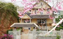 Lâm Đồng hủy lễ hội hoa anh đào