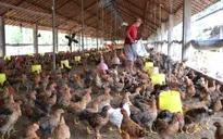 Năm 2017, Việt Nam sẽ xuất khẩu thịt gà sang Nhật Bản, EU