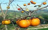 Lạng Sơn: Nâng cao giá trị hồng vành khuyên