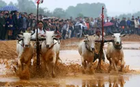 Hôm nay (19/9) diễn ra lễ hội đua bò Bảy Núi, An Giang
