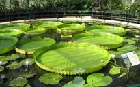 Thăm ngôi chùa cổ có loài sen quý tại Đồng Tháp
