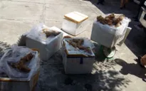 Bắt vụ vận chuyển gần 250kg gân bò không rõ nguồn gốc
